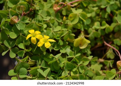 Oxalis stricta, called the common yellow woodsorrel, common yellow oxalis, upright yellow-sorrel,lemon clover, or more  ambiguously and informally sourgrass or pickle plant. Herb, weeds.
