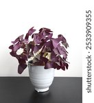 Oxalis triangularis, aka false shamrock, is a houseplant with triangular purple leaves. Full plant in a ceramic pot, isolated on a white background. Portrait orientation.