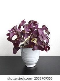 Oxalis triangularis, aka false shamrock, is a houseplant with triangular purple leaves. Full plant in a ceramic pot, isolated on a white background. Portrait orientation.