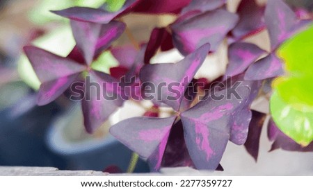 Oxalis triangularis, commonly called bunga kupu kupu or false shamrock, is a species of perennial plant in the family Oxalidaceae.