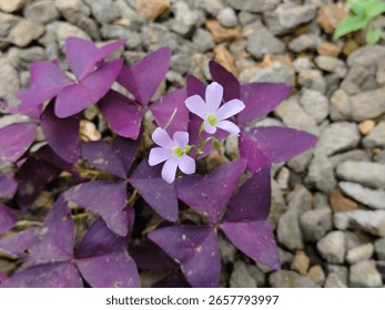 Oxalis triangularis, commonly called false shamrock, is a species of perennial plant in the family Oxalidaceae