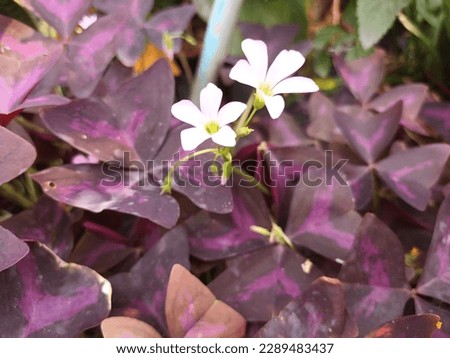 Oxalis triangularis (commonly called false shamrock, purple shamrock) is blooming in the fresh nature garden.