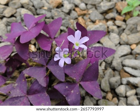 Oxalis triangularis, commonly called false shamrock, is a species of perennial plant in the family Oxalidaceae