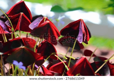 Oxalis Triangularis or False Shamrock, Purple Shamrock and Love Plant