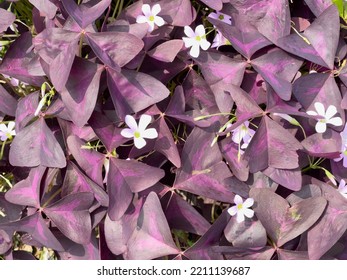 Oxalis Triangularis Flowers And Purple Shamrock Plant In Summer