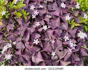 Oxalis Triangularis Flowers And Purple Shamrock Plant In Summer