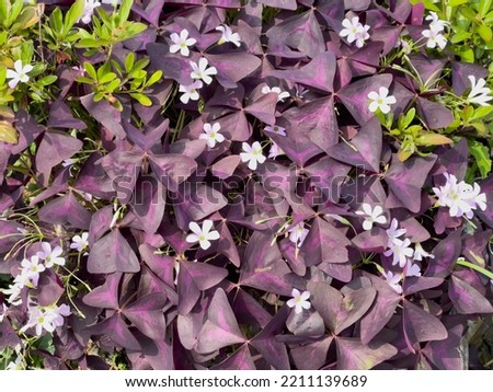 Oxalis triangularis flowers and purple shamrock plant in summer