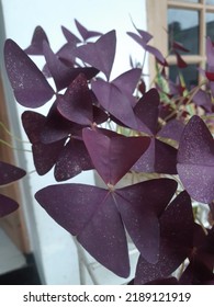 1,304 Oxalis triangularis Images, Stock Photos & Vectors | Shutterstock