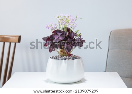 Oxalis triangularis planted in a white ceramic pot decoration in the living room. The concept of minimalism. Houseplant care concept.