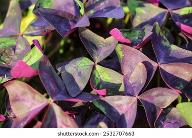 Oxalis triangularis. Purple false shamrock in garden. - Powered by Shutterstock