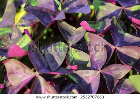 Oxalis triangularis. Purple false shamrock in garden.