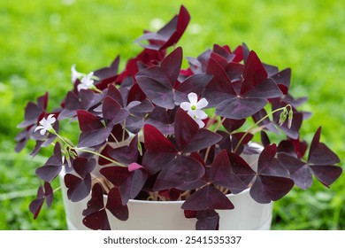 Oxalis triangularis purple, plant with dark purple leaves and a multitude of pinkish lavender flowers. Outdoors in a white pot, with a green background. - Powered by Shutterstock