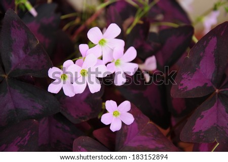 Similar – Foto Bild Blumen auf hellgelbem Hintergrund