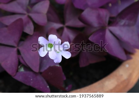 Oxalis triangularis, Purple Shamrock, Love Plant, Close up small purple flower bouquet of Oxalis tree on purple leaf in pot in garden with morning light. 