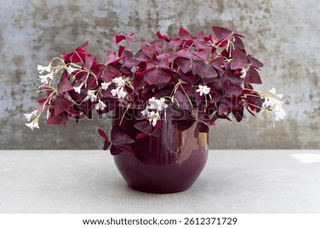 Oxalis Triangularis purple shamrock plant in glossy purple planter