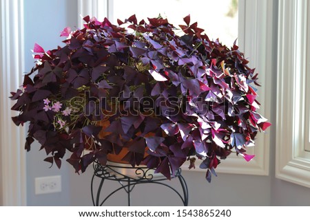 Oxalis triangularis, Purple shamrocks are both an indoor and outdoor plant. They need a good amount of sunlight to make it through the winter. 