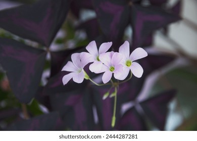 Oxalis triangularis, the purpleleaf false shamrock, perennial plant in the family Oxalidaceae, Giant shamrock  in bloom