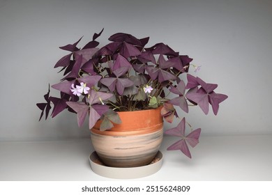Oxalis triangularis, the purpleleaf false shamrock, perennial plant in the family Oxalidaceae.