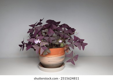 Oxalis triangularis, the purpleleaf false shamrock, perennial plant in the family Oxalidaceae.