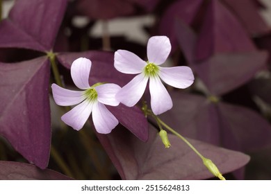 Oxalis triangularis, the purpleleaf false shamrock, perennial plant in the family Oxalidaceae.