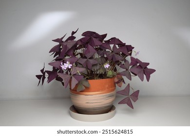 Oxalis triangularis, the purpleleaf false shamrock, perennial plant in the family Oxalidaceae.