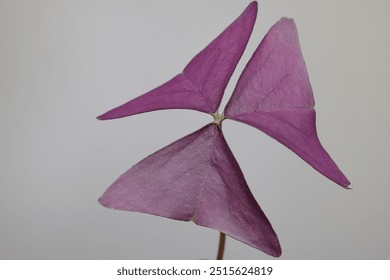 Oxalis triangularis, the purpleleaf false shamrock, perennial plant in the family Oxalidaceae.