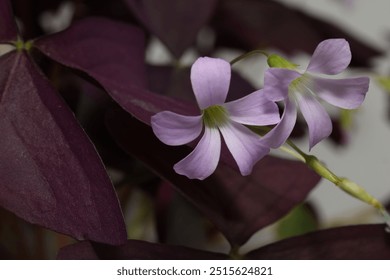 Oxalis triangularis, the purpleleaf false shamrock, perennial plant in the family Oxalidaceae.