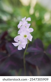 Oxalis triangularis, the purpleleaf false shamrock, perennial plant in the family Oxalidaceae, Giant shamrock  in bloom
Description