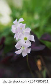 Oxalis triangularis, the purpleleaf false shamrock, perennial plant in the family Oxalidaceae, Giant shamrock  in bloom
Description