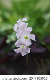 Oxalis triangularis, the purpleleaf false shamrock, perennial plant in the family Oxalidaceae, Giant shamrock  in bloom