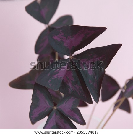 Oxalis triangularis, the purpleleaf false shamrock, perennial plant in the family Oxalidaceae, Giant shamrock, on pink background