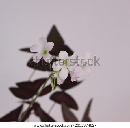 Oxalis triangularis, the purpleleaf false shamrock, perennial plant in the family Oxalidaceae, Giant shamrock  in bloom