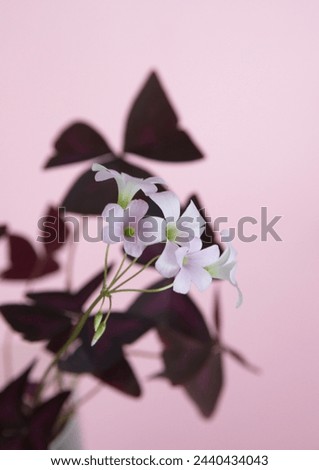 Oxalis triangularis, the purpleleaf false shamrock, perennial plant in the family Oxalidaceae, Giant shamrock  in bloom, on pink background