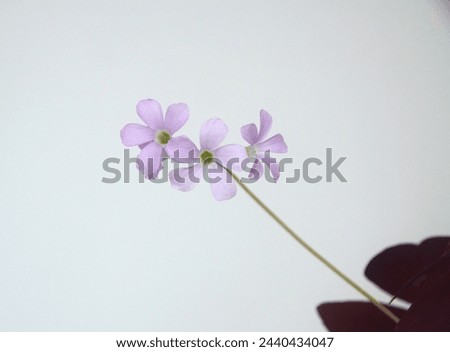 Oxalis triangularis, the purpleleaf false shamrock, perennial plant in the family Oxalidaceae, Giant shamrock  in bloom, on white background