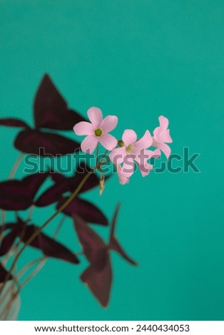 Oxalis triangularis, the purpleleaf false shamrock, perennial plant in the family Oxalidaceae, Giant shamrock  in bloom, on turquoise  background