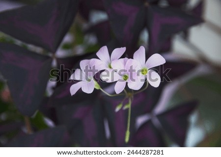 Oxalis triangularis, the purpleleaf false shamrock, perennial plant in the family Oxalidaceae, Giant shamrock  in bloom