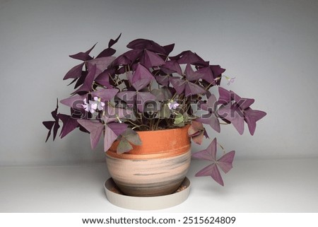 Oxalis triangularis, the purpleleaf false shamrock, perennial plant in the family Oxalidaceae.