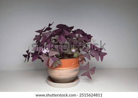 Oxalis triangularis, the purpleleaf false shamrock, perennial plant in the family Oxalidaceae.