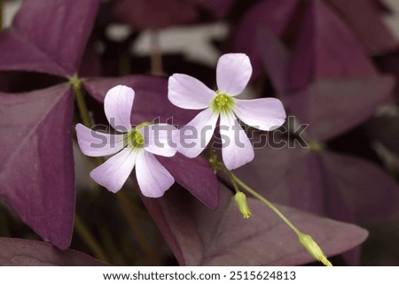 Oxalis triangularis, the purpleleaf false shamrock, perennial plant in the family Oxalidaceae.