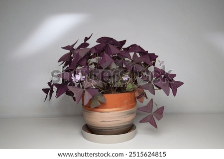 Oxalis triangularis, the purpleleaf false shamrock, perennial plant in the family Oxalidaceae.