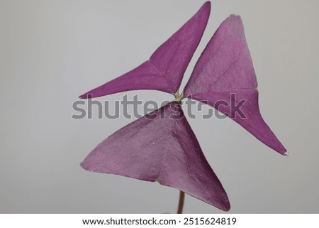 Oxalis triangularis, the purpleleaf false shamrock, perennial plant in the family Oxalidaceae.