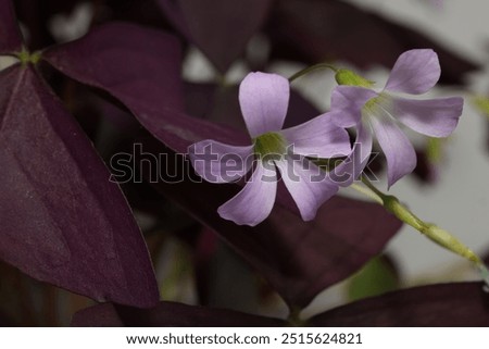 Oxalis triangularis, the purpleleaf false shamrock, perennial plant in the family Oxalidaceae.