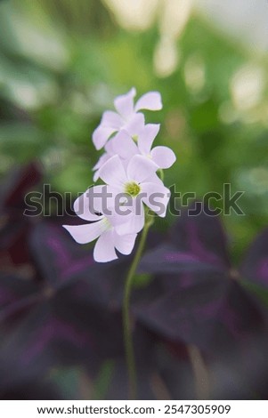 Oxalis triangularis, the purpleleaf false shamrock, perennial plant in the family Oxalidaceae, Giant shamrock  in bloom
Description
