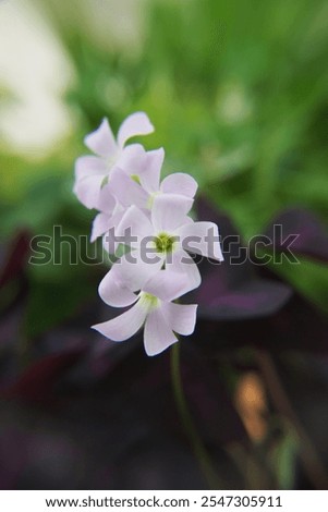 Oxalis triangularis, the purpleleaf false shamrock, perennial plant in the family Oxalidaceae, Giant shamrock  in bloom
Description
