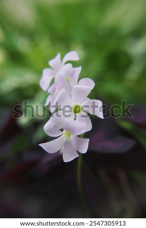 Oxalis triangularis, the purpleleaf false shamrock, perennial plant in the family Oxalidaceae, Giant shamrock  in bloom