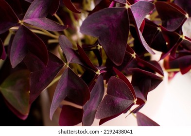 Oxalis Triangularis Small Tropical Flower Stock Photo 2192438041 ...