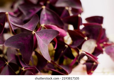 Oxalis Triangularis. A Small Tropical Flower.