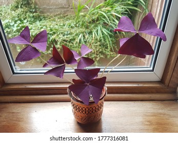 Oxalis Trifolia In Copper Planter