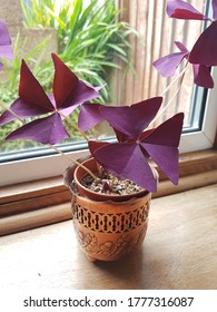 Oxalis Trifolia In Copper Planter