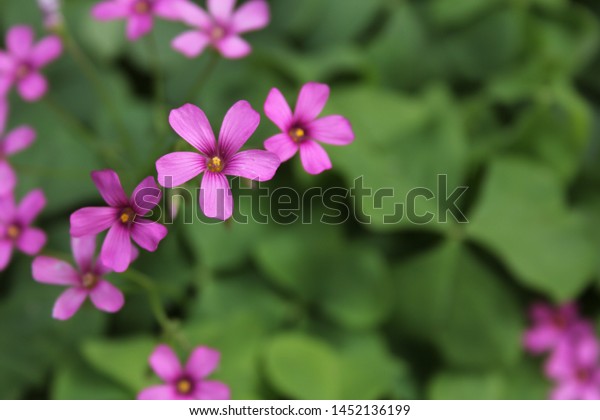 Oxalis Wood Sorrel Pink Flowers Stock Photo Edit Now